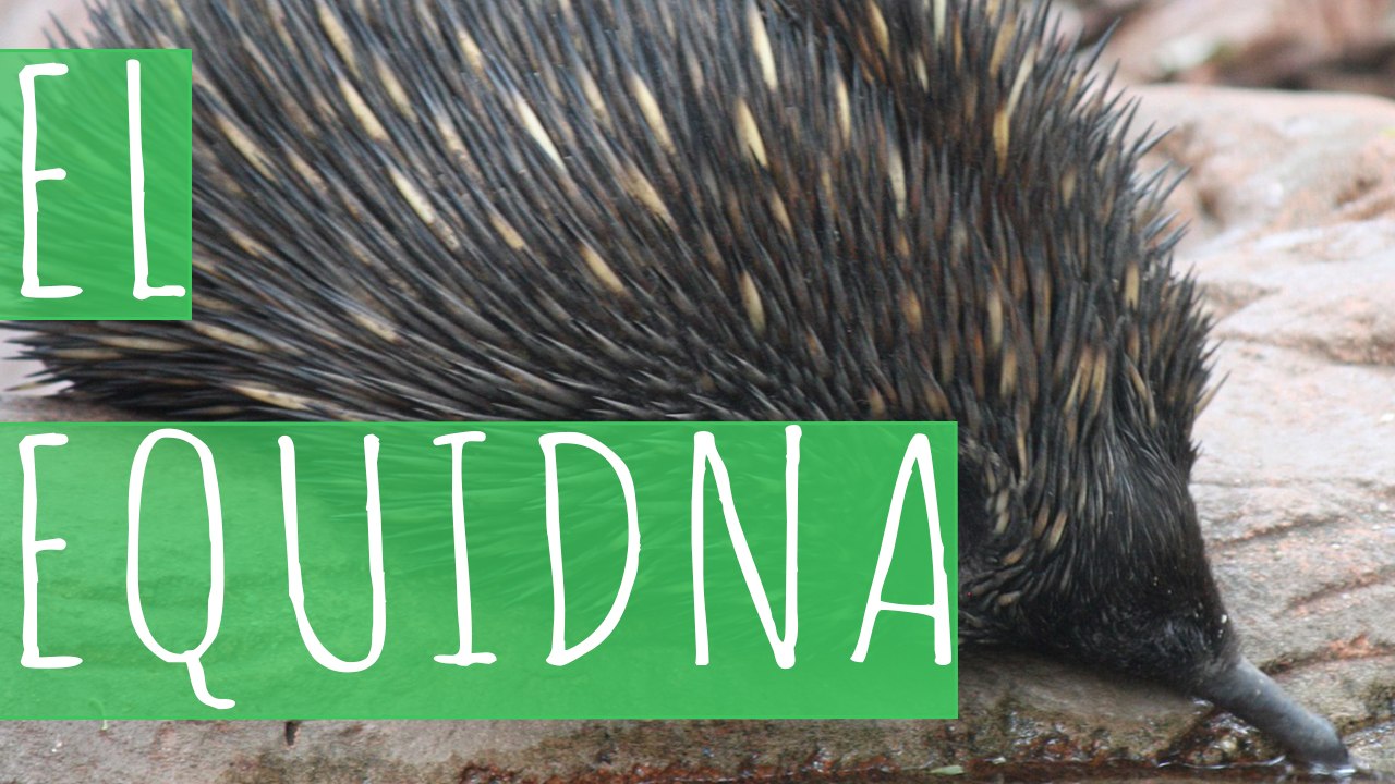 EQUIDNA
