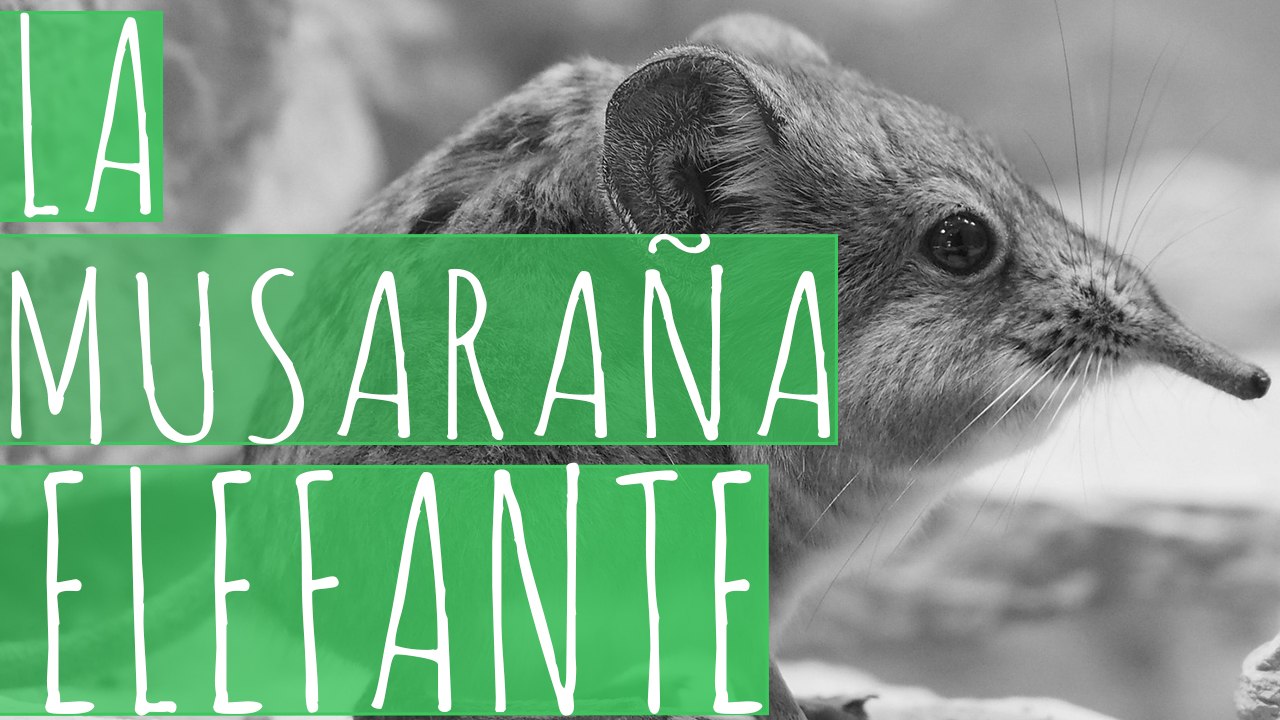 MUSARAÑA ELEFANTE