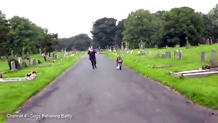 Great Dane drags owner through graveyard in South Shields _ #Social media viral news  2017
