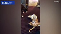 Boxer dog whines and whimpers when his friend plays dead _#Social Medai Viral news 2017