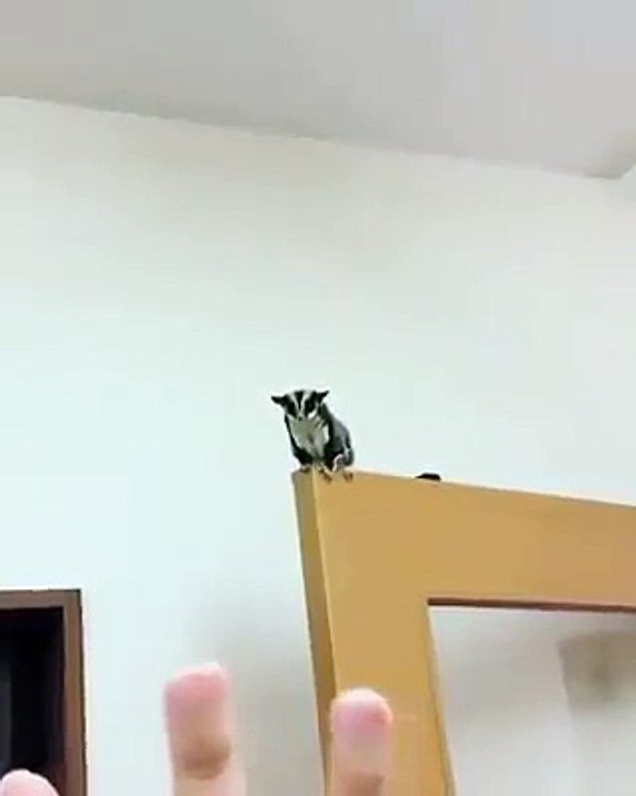 Cet homme joue avec son animal de compagnie. Quand vous verrez ce que fait ce dernier, vous allez craquer