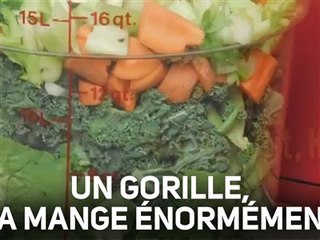 Voici tous les ingrédients pour le repas d'un gorille !