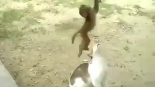 FUNNY MONKEY