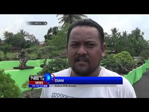 Ratusan Bonsai Meriahkan Pameran Bonsai di Banjar - NET5