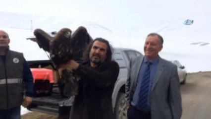 Tedavileri Tamamlanan 2 Kaya Kartalı Doğaya Salındı