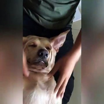 Ce chien adore les massages !