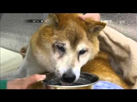 Rumah Jompo Khusus Anjing - NET12