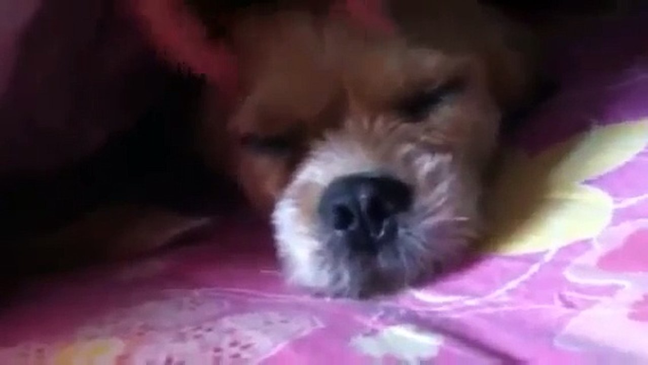 Cute Dog Head Massage