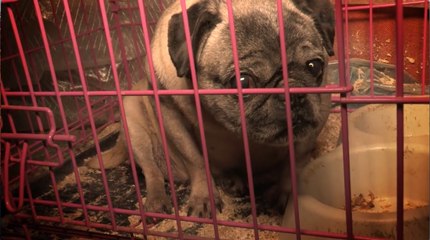 Federal Court Upholds NYC Ban On Puppy Mill Sales