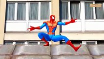 Fat spiderman 3d cartoon animation - Finger family song - Spiderman Nursery rhymes for Kid