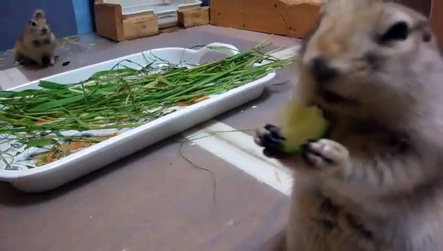 Bu Kadar Da Sevimli Olunmaz Ki