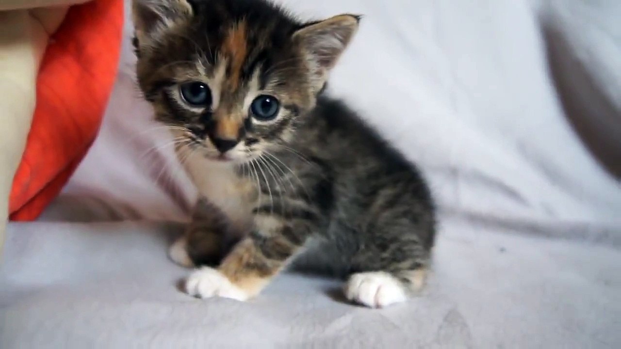 Bu Kedi Annesini İstiyor