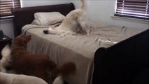 Guilty dog caught playing on bed gives hilarious reaction when realizes owner was behind her