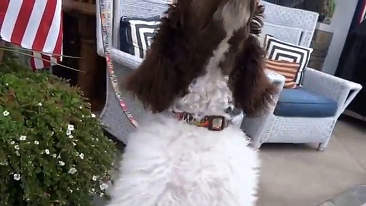 FUNNY DOG, DOG ON A SKATEBOARD, CUTE DOG, FRENCH BULLDOG, POODLE, DOGS