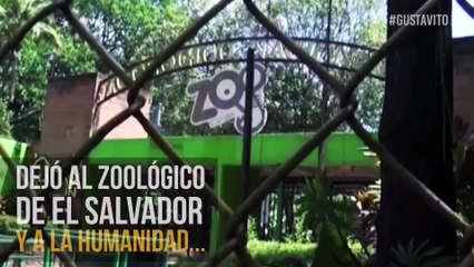 El brutal asesinato a golpes del último hipopótamo de El Salvador causa indignación en Latinoamérica