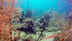 World's Best Diving: Exploring Dominica's Beautiful Coral Reefs