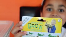 GIANT MAGIC ORBEEZ! GIANT GROWING WATER CROCODILE! Kids Science Review