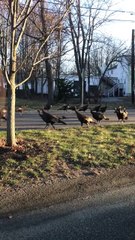 TURKEYS TRY TO GIVE A DEAD CAT THE 10TH LIFE