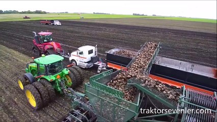 Şeker Pancarı Hasadı Nasıl Yapılır ?