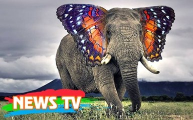 Ngắm bộ ảnh động vật dị thường, độc đáo nhất thế giới