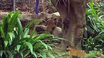 Tiger Cubs Pounce Onto the Scene at San Diego Zoo