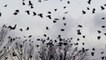 Must Watch!!!Talented Pakistani Boy calls hundreds of Crows by his Voice