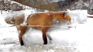Frozen Fox, Ice Clogs Hydro Dam & Vegetable Shortages Across Europe | Mini Ice Age 2015-2035 (18)