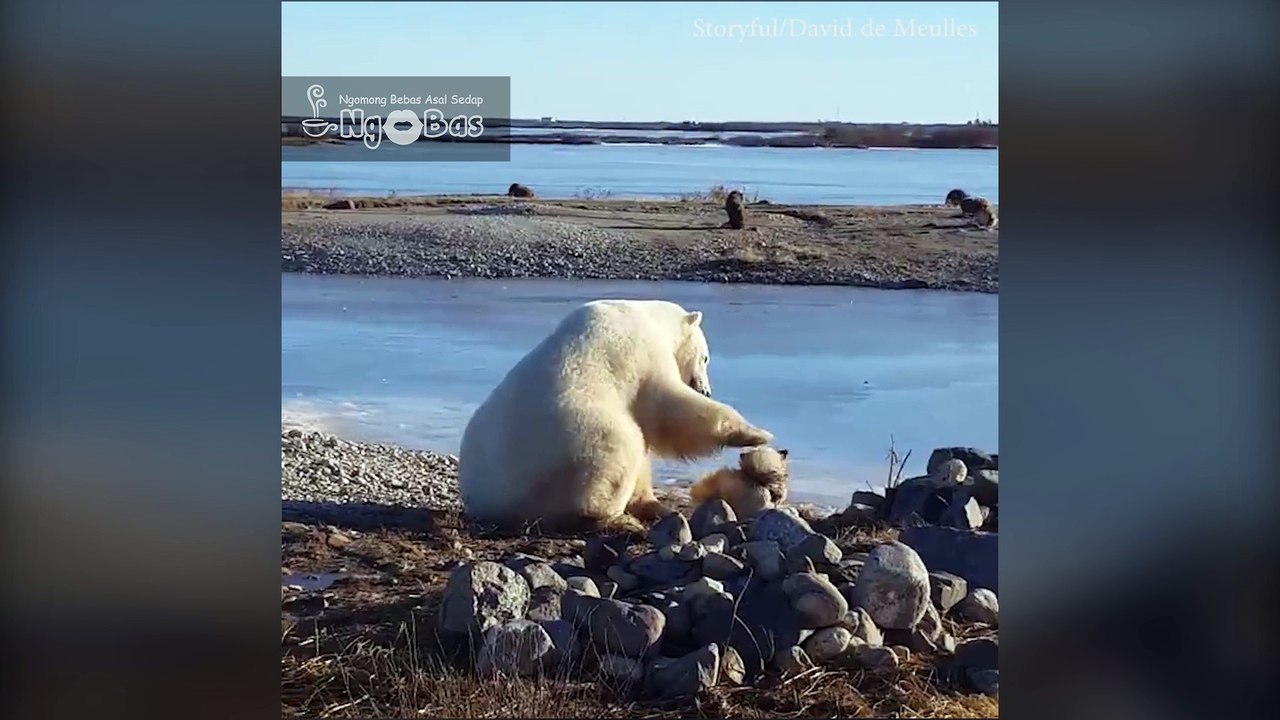Beruang Polar Tak Berhenti Mengelus Anjing | Just Video (Ngobas.com)
