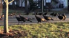 Les internautes tentent d'expliquer ce que font ces dindes marchant en cercle autour d'un chat