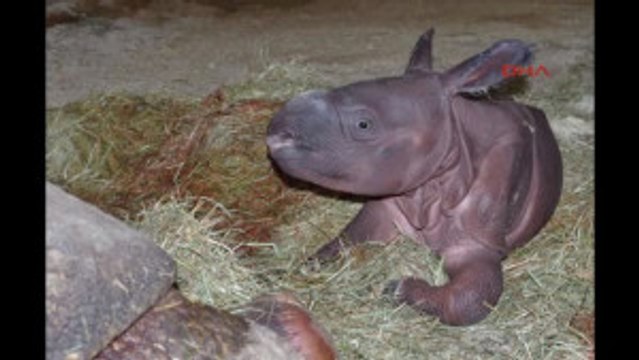 Nürnberg Hayvanat Bahçesi'nde Yavru Gergedan Sevinci