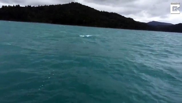 Whale Calf Breaches Right Next To Boat