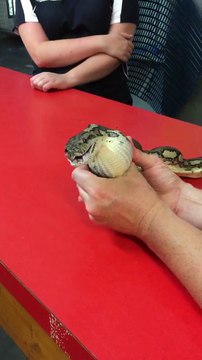 Regardez ce que ce serpent a avalé... Dingue