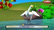 Pavo real de Aves Rima de cuarto de niños de Aves | Rimas | canciones infantiles Para Niños | canciones infantiles 3D Ani