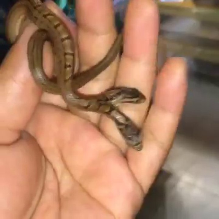 Two headed snake || unbelievable facts || snake with two heads