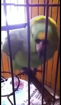 Ce perroquet imite un bébé en train de pleurer à la perfection