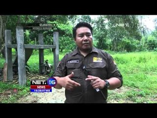 Konflik Gajah Liar dan Warga di Aceh -  NEt16
