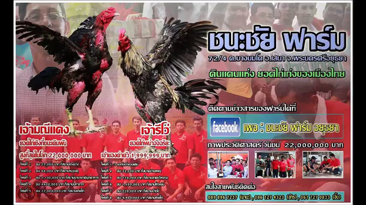 The Legend in cock fighting champion in the 21th century