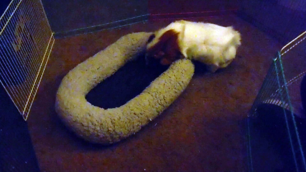 Puffles gets a new bed :)