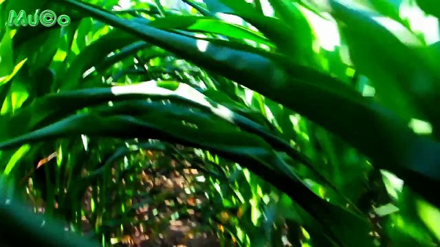 Erkan Ocaklı - Mısır (Karadeniz Türküleri HD) Mu©o