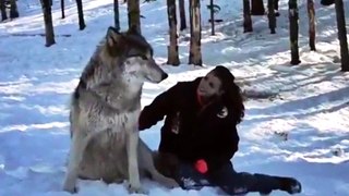 Wolf Cuddles Up To Woman