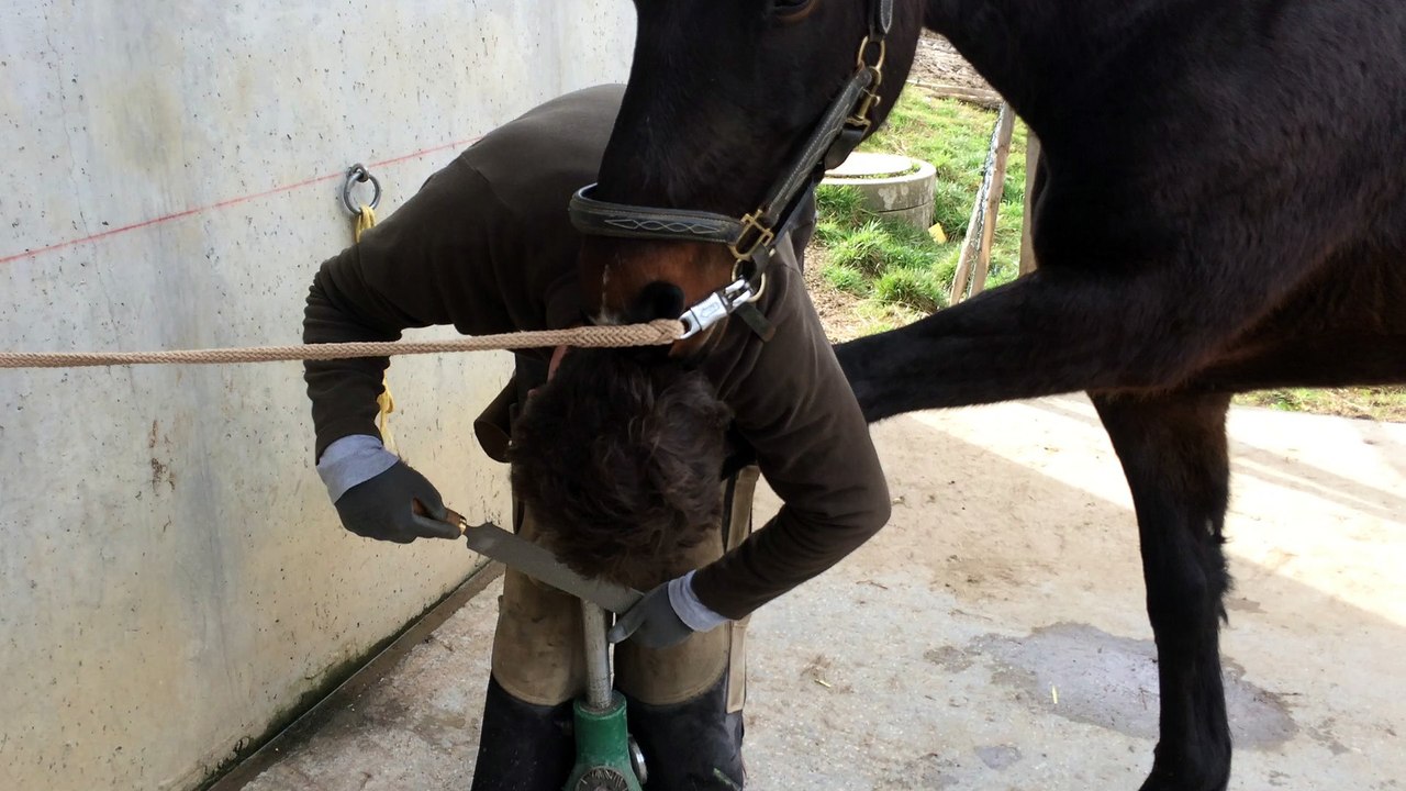 ViOlethe et sOn Maréchal-Ferrant, mars 2017