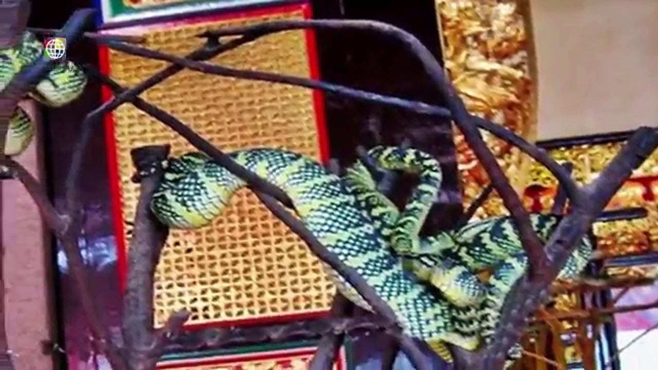 ►দেখুন আশ্চর্য এক সাপের মন্দির কিলবিল করছে সাপ ! SNAKE TEMPLE ► সাপের রাজ্য