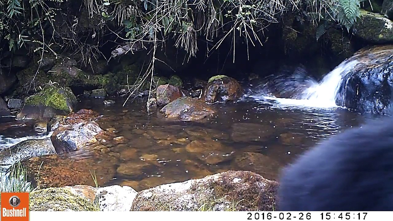 クマが子どもに沢渡りを教えようと悪戦苦闘