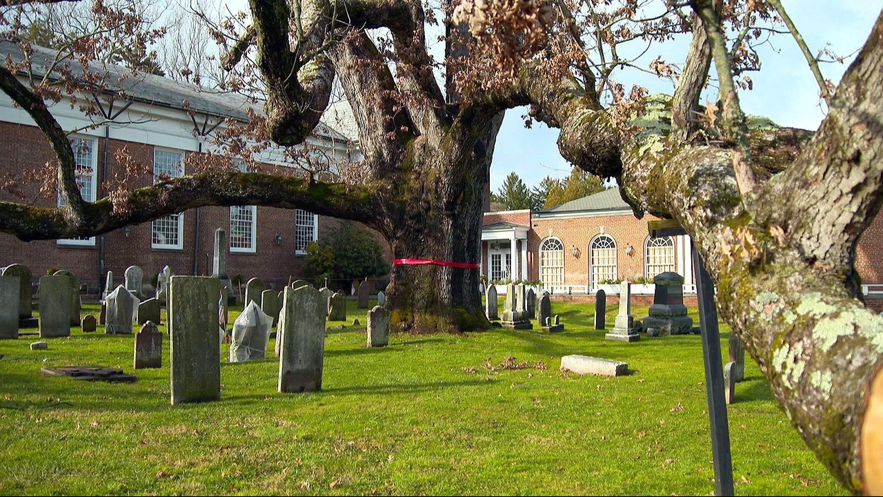 America's oldest oak tree to be cut down