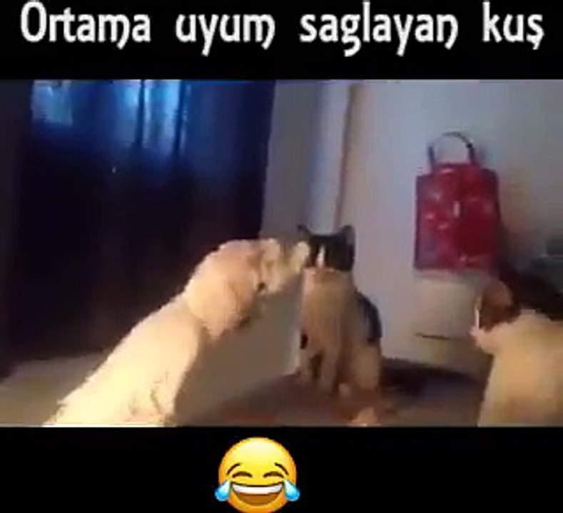 miyavlayan papağan