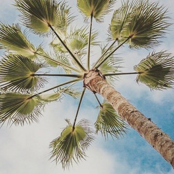 palmiye ağaç budama işleri iletişim 05464763202