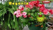 Begonia Rhyme | 3D Nursery Rhymes With Lyrics For Kids | Flower Rhymes | 3D Rhymes Animation