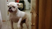 00:35 Dogs just don't want to bath - Funny dog bathing compilation_4 Dogs just don't want to bath - Funny dog bathing compilation_4 theo Efa 1.367 lượt xem 00:34 Dogs just don't want to bath - Funny dog bathing compilation_7 Dogs just don't want to ba