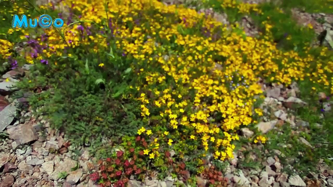 Erkan Oğur & İsmail H. Demircioğlu - Divane Aşık Gibi (Karadeniz Şarkıları HD) Mu©o