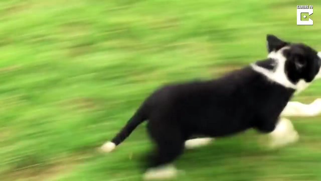 Premier jour d'un chiot de berger